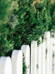 Pine branches and white wooden fence