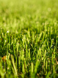Green Grass Texture